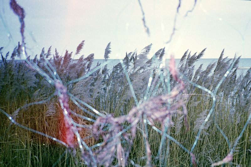 © Sara Aue Sobol - Image from the The Dancing Forest photography project