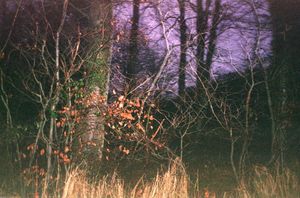 The Dancing Forest