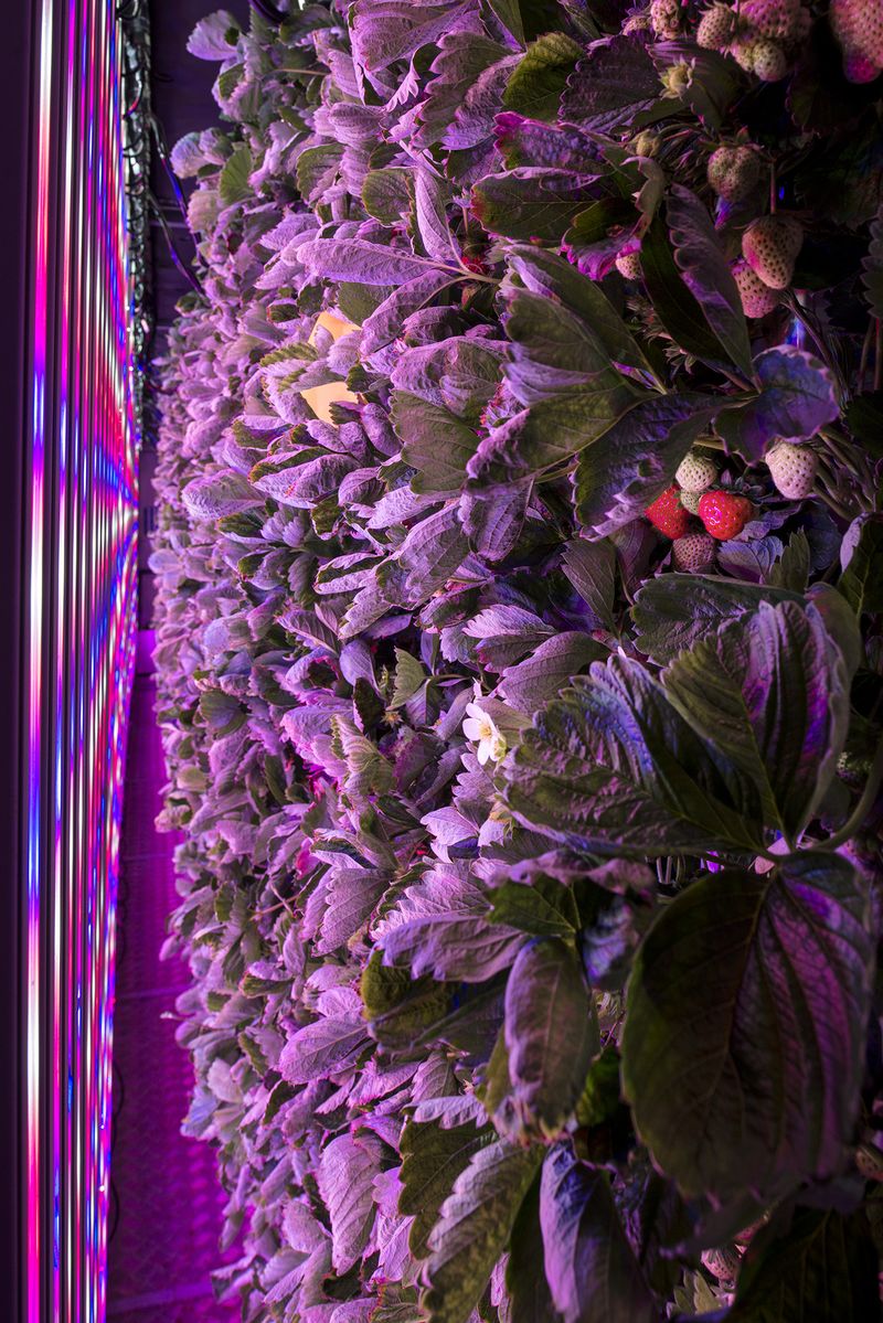 © Giovanni Del Brenna - Image from the Parisian Agriculture photography project