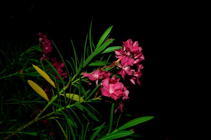 © Bienyl Huelgas - Image from the បុប្ផាបី (Three Flowers) photography project