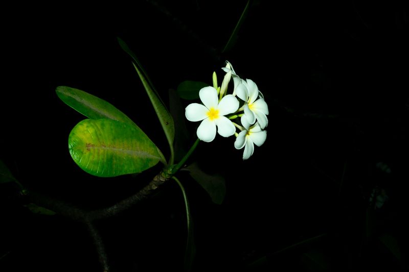 © Bienyl Huelgas - Image from the បុប្ផាបី (Three Flowers) photography project