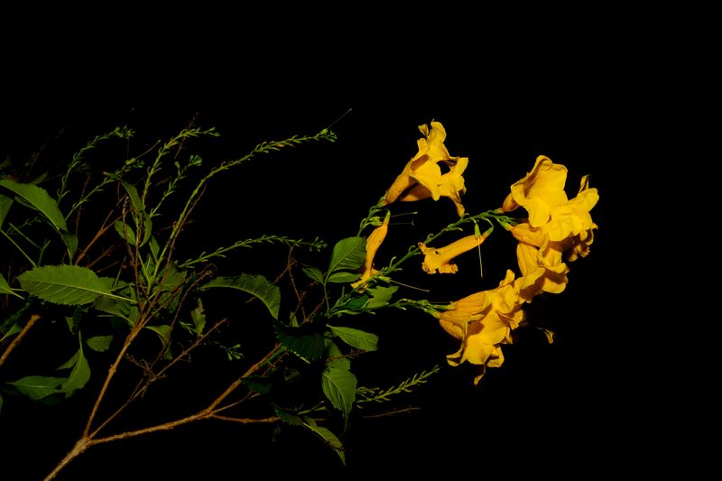© Bienyl Huelgas - A vibrant yellow flower blooms in the dark.