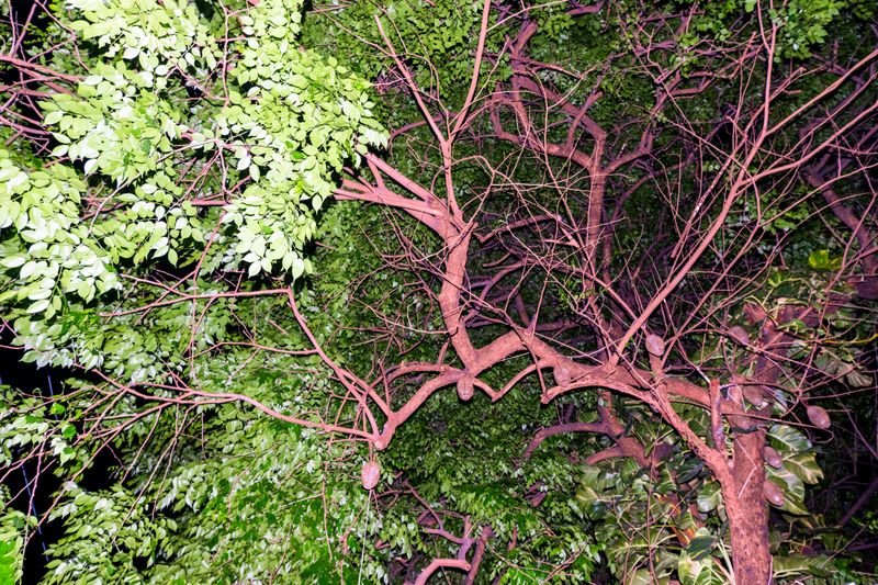 © Bienyl Huelgas - branches
