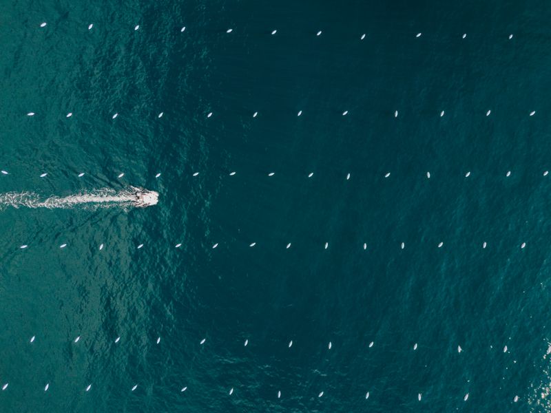 © Francesco Sammarco - Mitilicoltura, Bagnoli