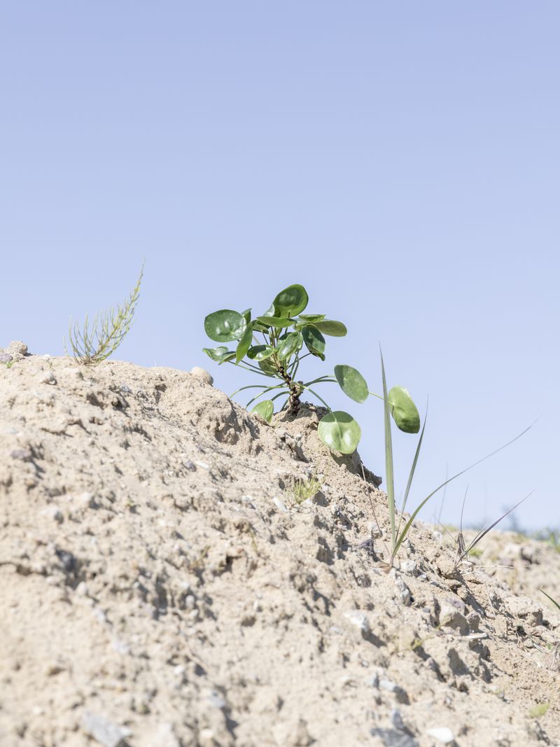 © Enka Springub - Money tree planted in construction debris.