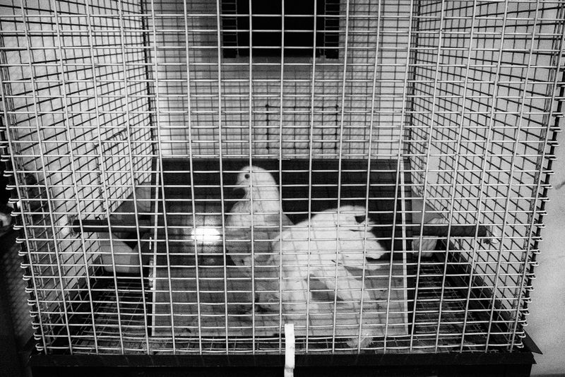 © Emilio Barillaro - Gioiosa Jonica (Italy), 2016