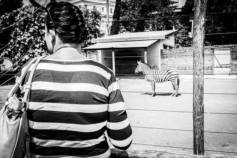 © Emilio Barillaro - Image from the Fauna photography project