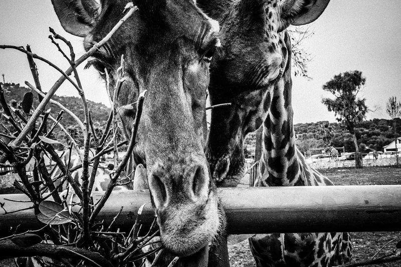 © Emilio Barillaro - Image from the Fauna photography project