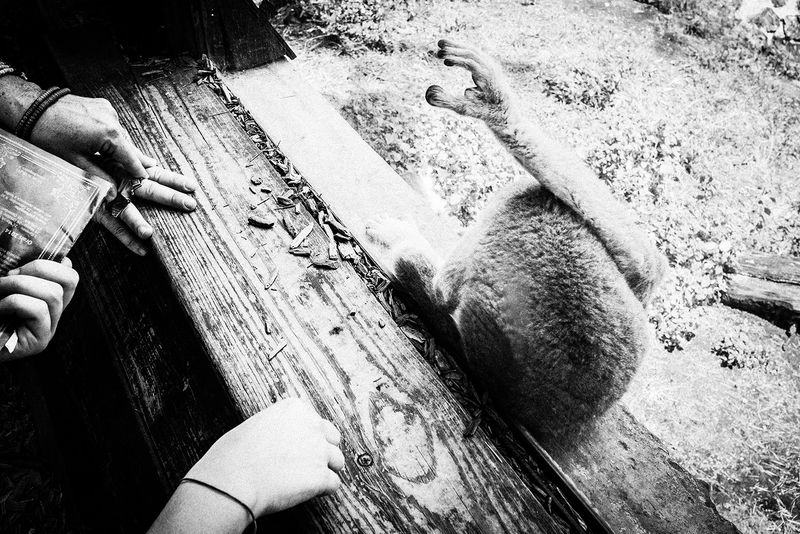 © Emilio Barillaro - Image from the Fauna photography project