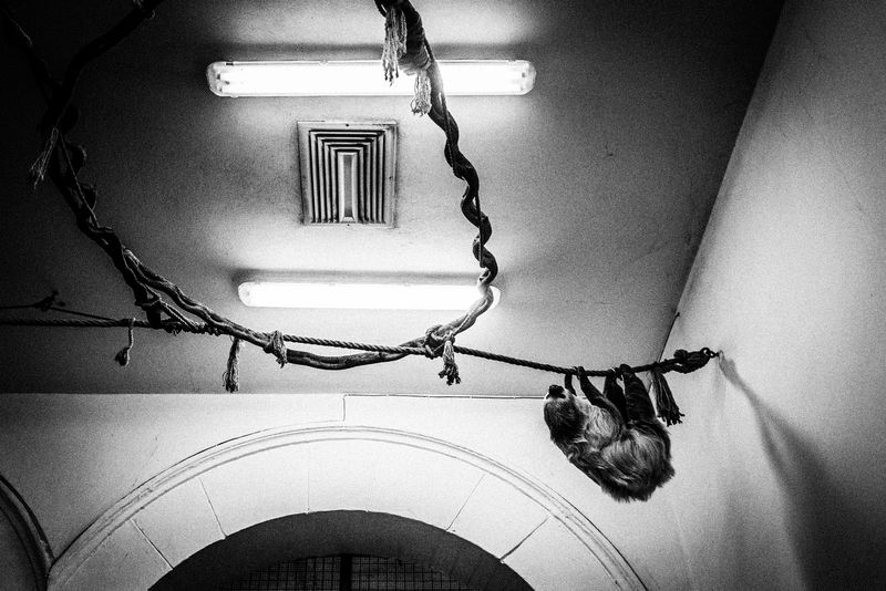 © Emilio Barillaro - Image from the Fauna photography project