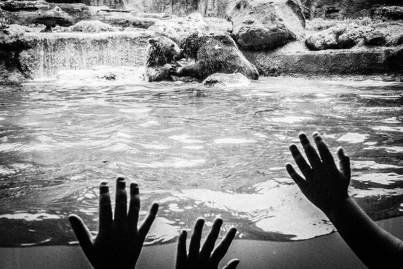 © Emilio Barillaro - Image from the Fauna photography project