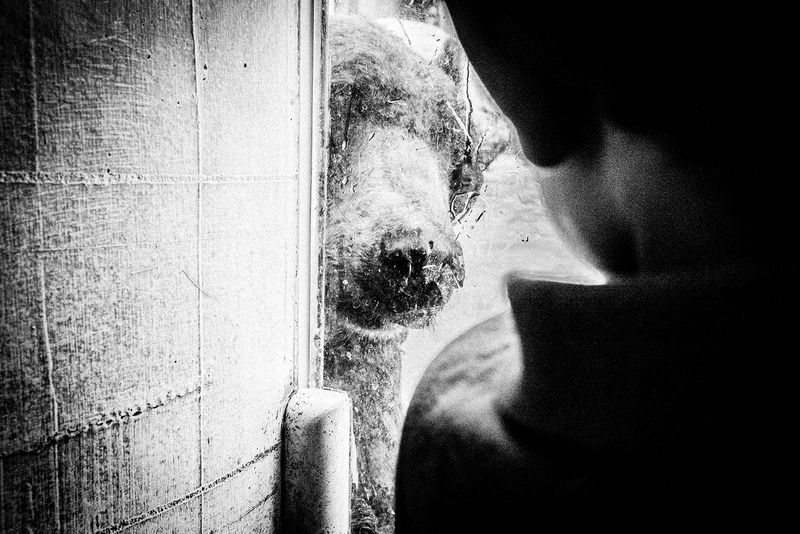 © Emilio Barillaro - Image from the Fauna photography project