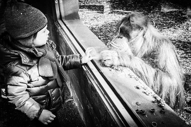 © Emilio Barillaro - Image from the Fauna photography project