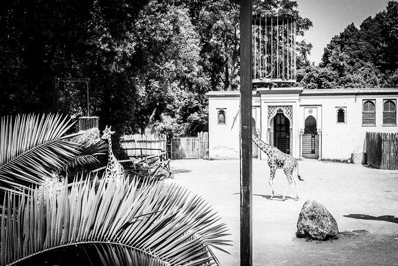 © Emilio Barillaro - Image from the Fauna photography project