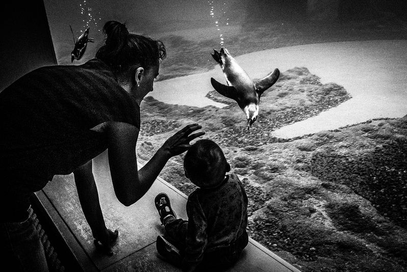 © Emilio Barillaro - Image from the Fauna photography project