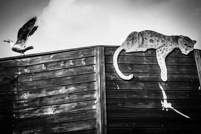 © Emilio Barillaro - Image from the Fauna photography project