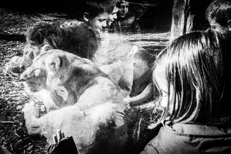 © Emilio Barillaro - Image from the Fauna photography project