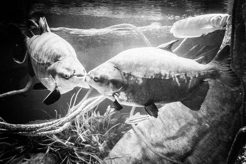 © Emilio Barillaro - Image from the Fauna photography project