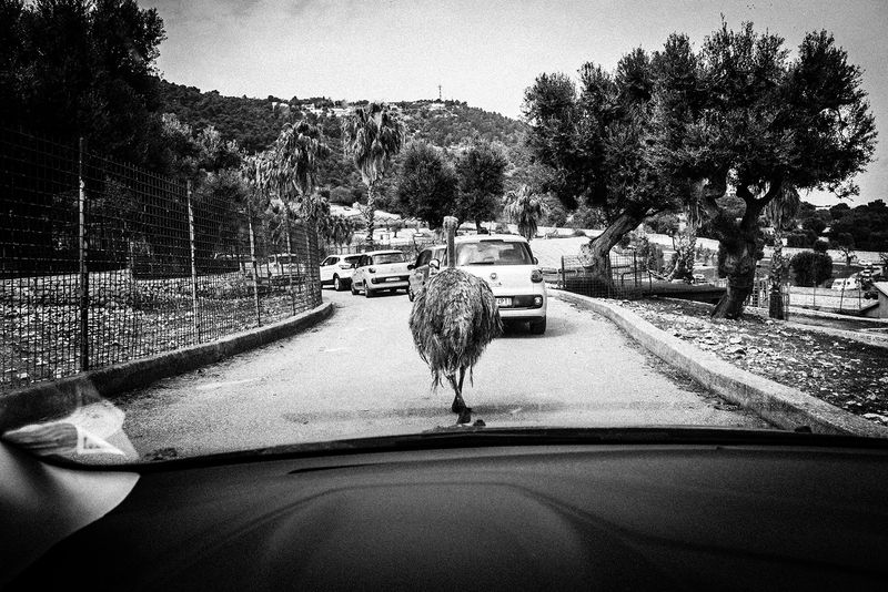 © Emilio Barillaro - Image from the Fauna photography project