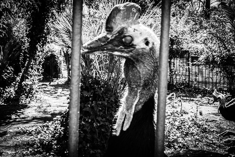 © Emilio Barillaro - Image from the Fauna photography project