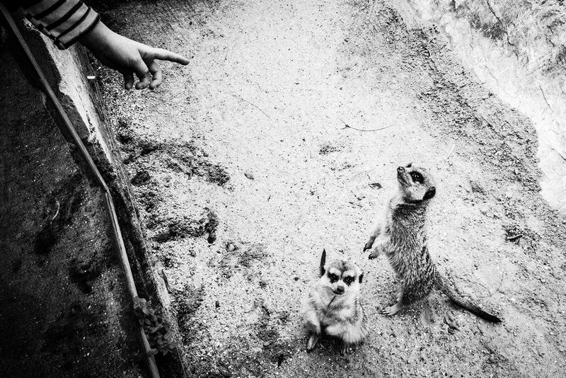 © Emilio Barillaro - Image from the Fauna photography project