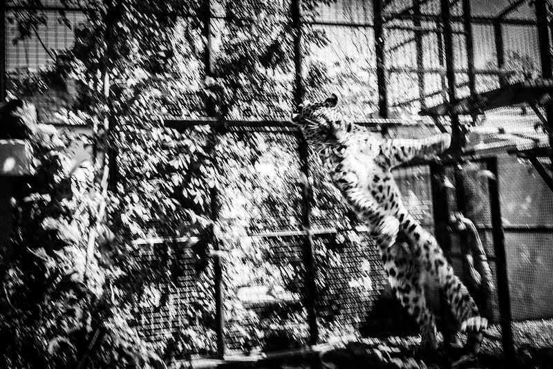 © Emilio Barillaro - Image from the Fauna photography project