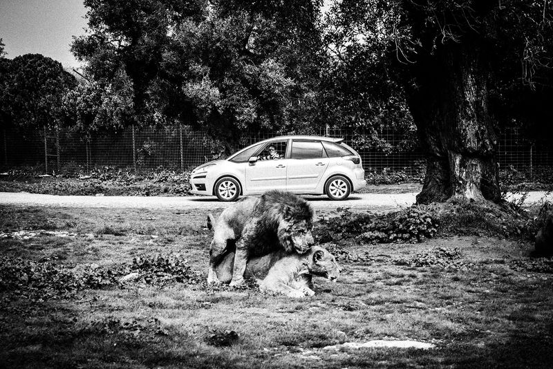 © Emilio Barillaro - Image from the Fauna photography project