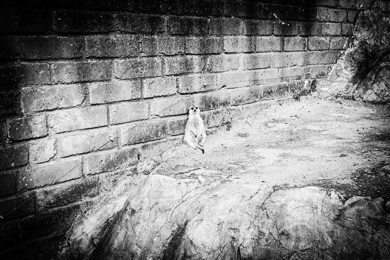 © Emilio Barillaro - Image from the Fauna photography project