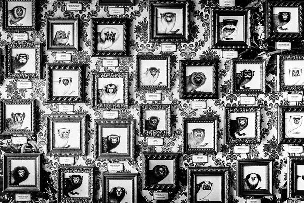 © Emilio Barillaro - Image from the Fauna photography project