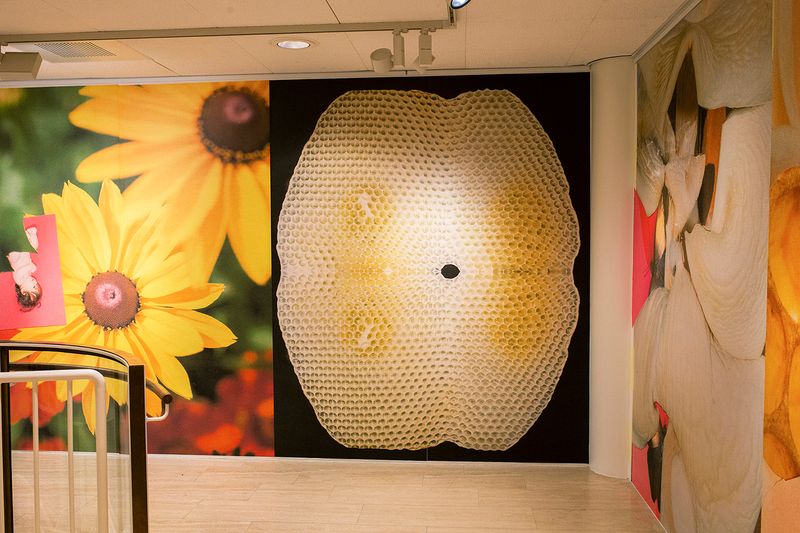 © Sofia Okkonen - Image from the Honey,Please photography project