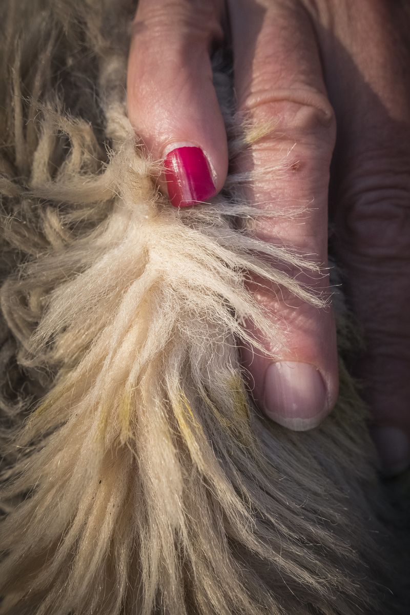 © John Perivolaris - Image from the Frankie Robertson, Sage of the Clyde photography project