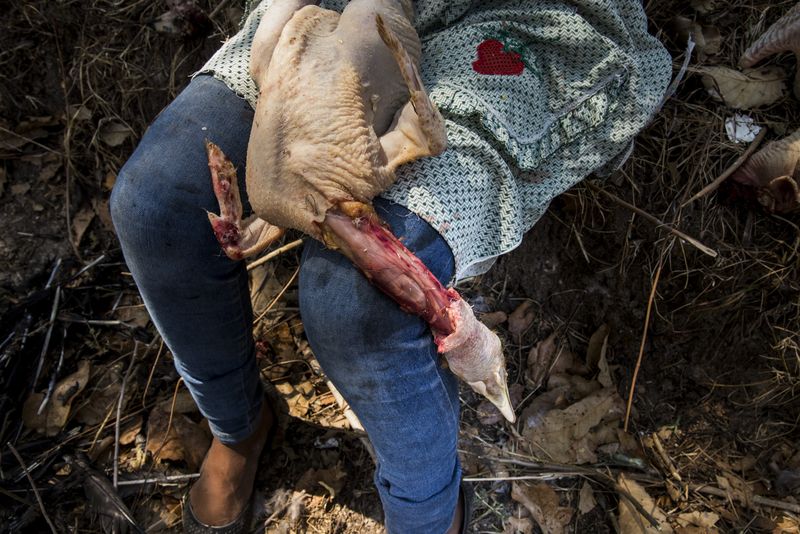 © Yael Martínez - SacrificeA turkey is sacrificed as an offering in the cruzco Hill. Tuesday April 25, 2017.
