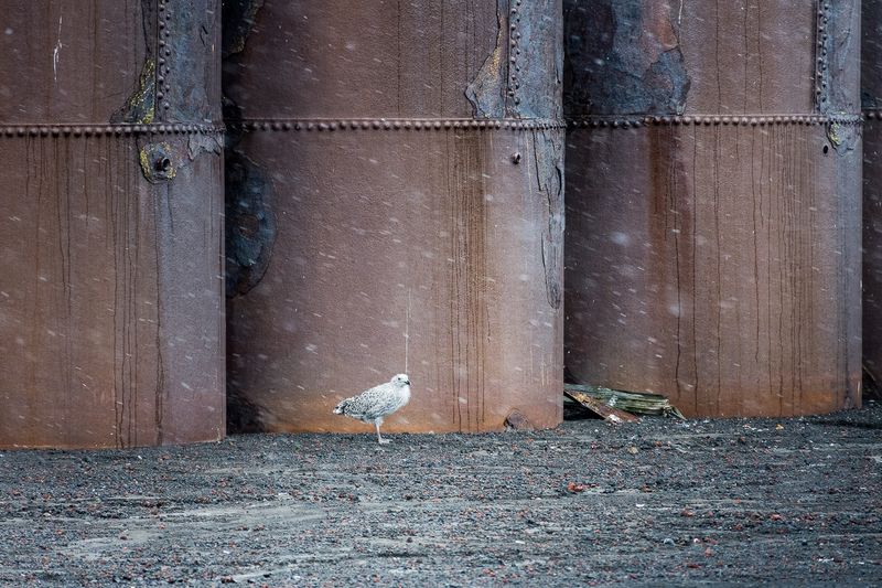 © Gabrielle Weinstein - Image from the Ruin and redemption photography project