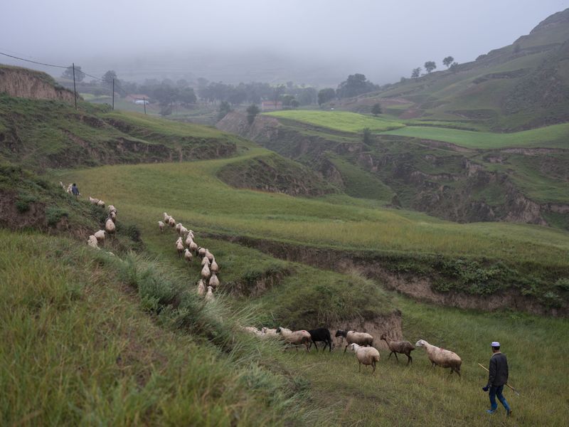 © Pan Wang - Image from the Return the land to nature photography project