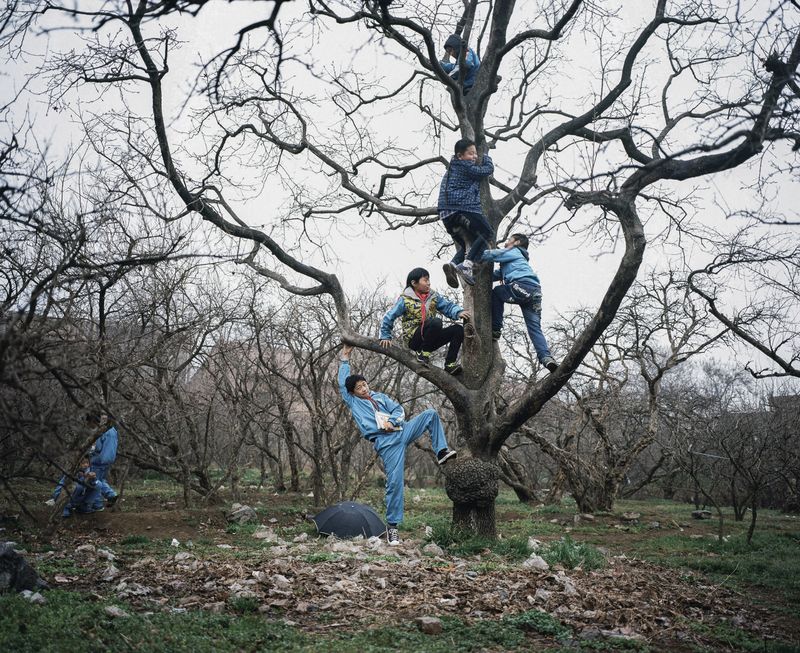 © Pan Wang - 10.After school, the children climbed on the persimmon tree to play