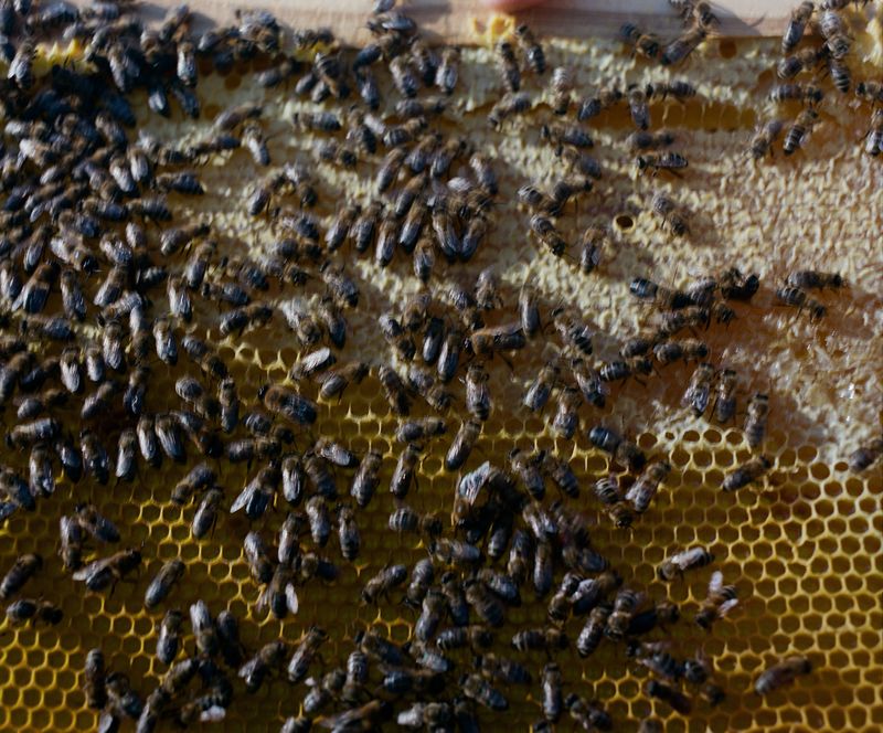 © Marija Mandic - Image from the White Bee photography project