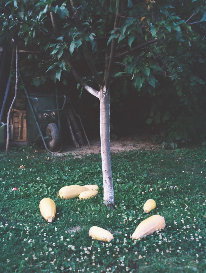 © Marija Mandic - Image from the White Bee photography project