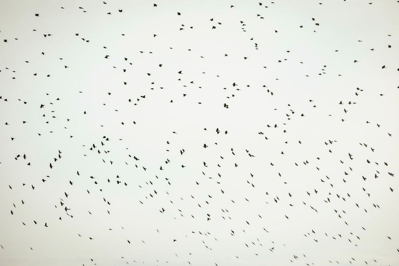 © William Hohe - A flock of birds in the middle of Nebraska.