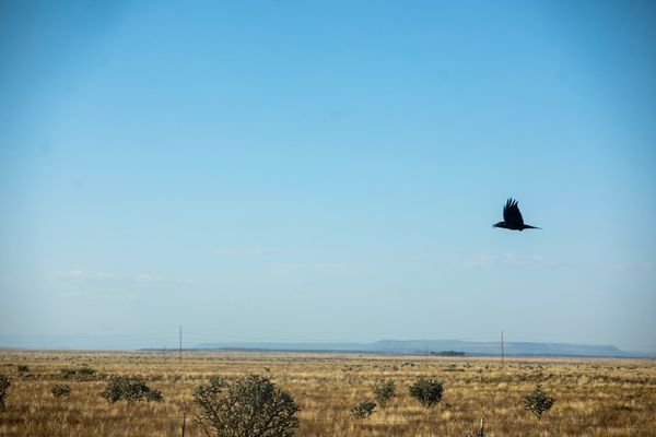© William Hohe - A bird flies over the border between Texas and New Mexico.