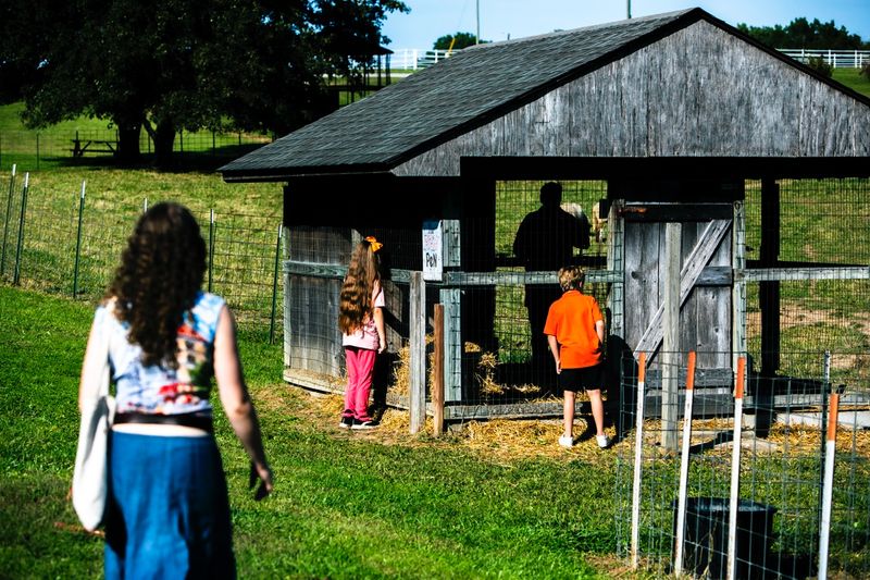 © William Hohe - Charlotte approaches the pig pen at a petting zoo, Branson, MO.