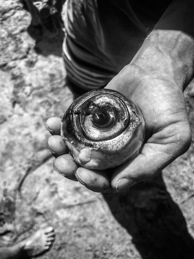 © Rafael Fabrés - A fisherman holds the eye of a marlin fish at San Agustinillo beach in Oaxaca, Mexico.(Photo by Rafael Fabrés)