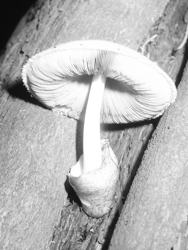 © Tomasz Kawecki - Image from the In Praise of Shadow photography project