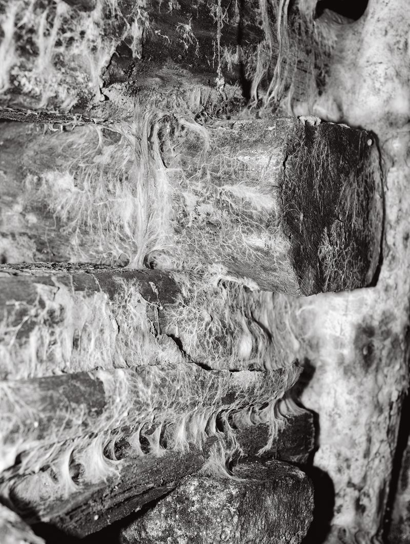 © Tomasz Kawecki - Image from the In Praise of Shadow photography project