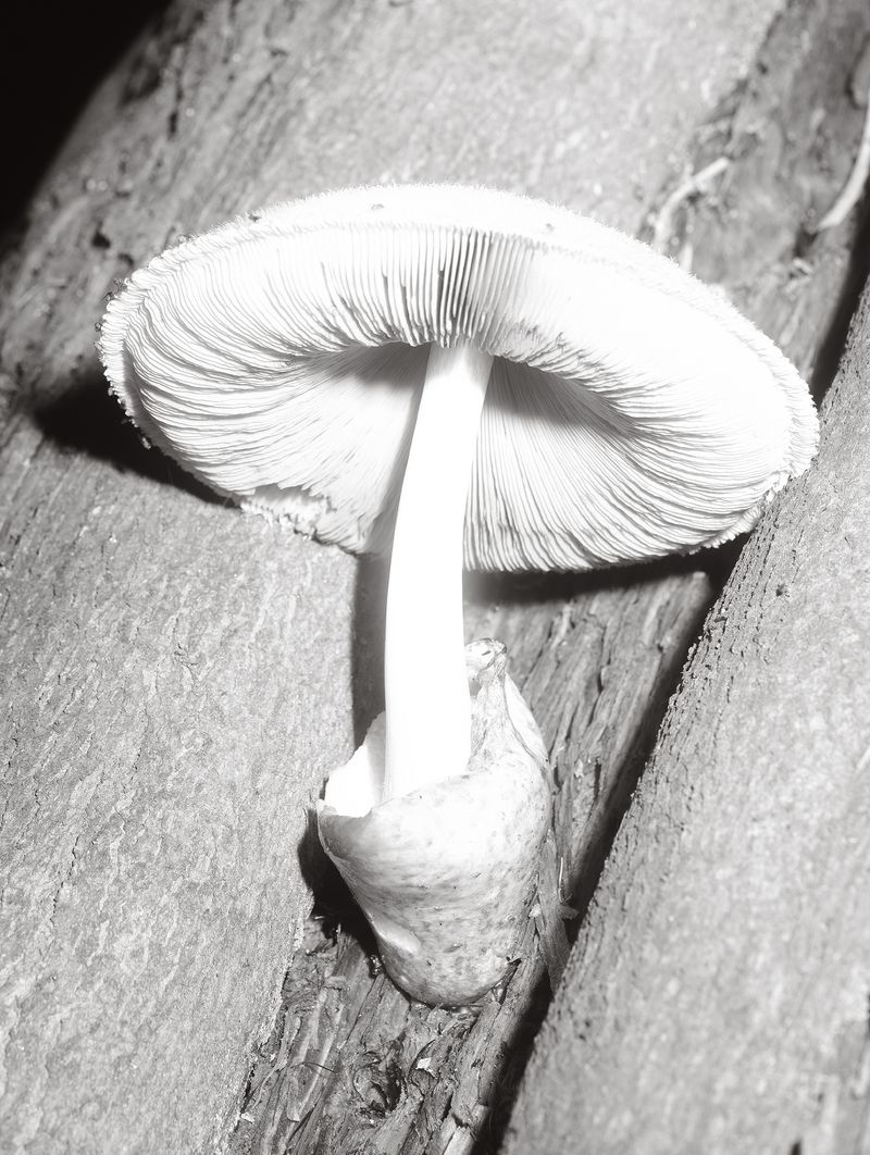 © Tomasz Kawecki - Image from the In Praise of Shadow photography project