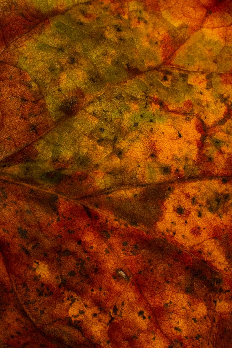 © Aaron Cohen - Image from the Copyright: Camera photography project