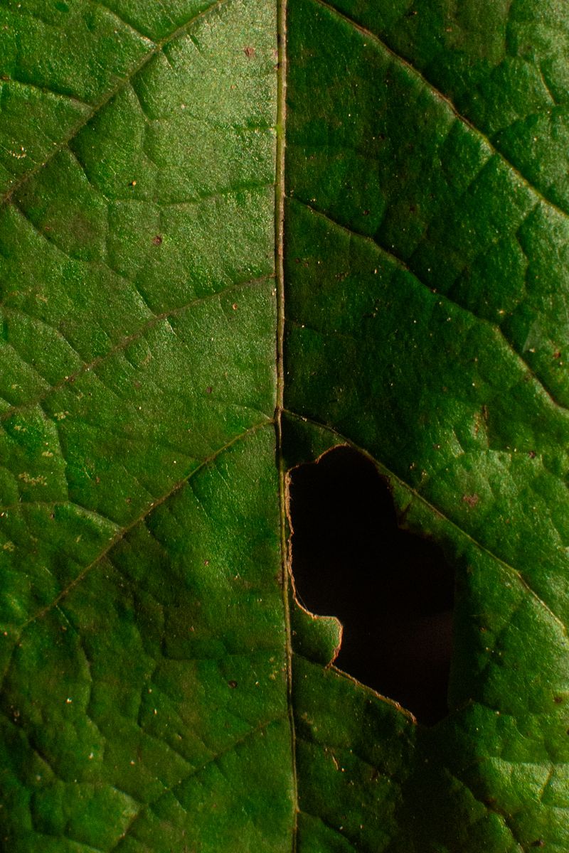 © Aaron Cohen - Image from the Copyright: Camera photography project