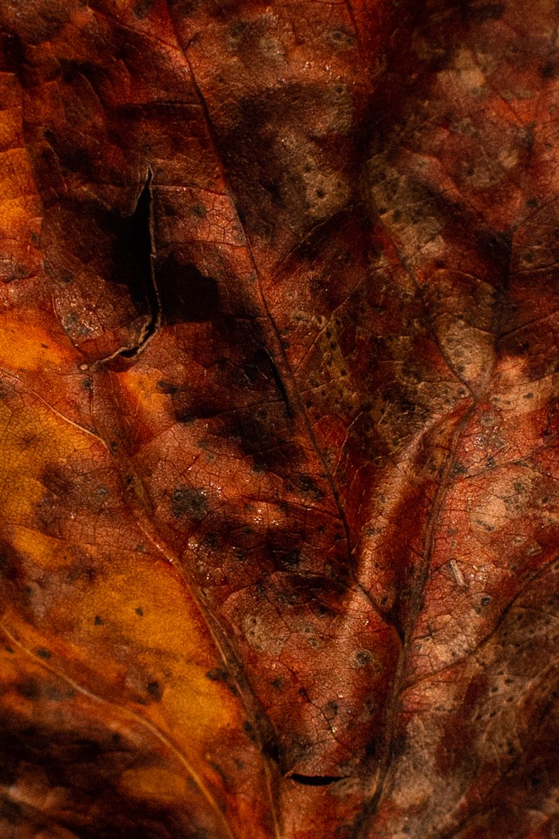 © Aaron Cohen - Image from the Copyright: Camera photography project