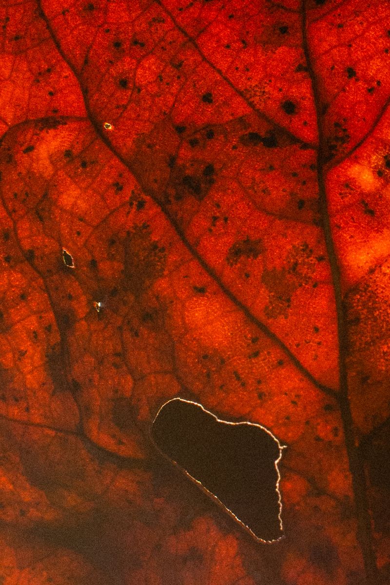 © Aaron Cohen - Image from the Copyright: Camera photography project