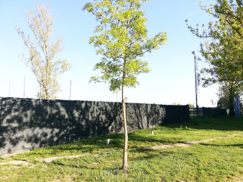 © Irene Grazi - Image from the Sotto casa oggi. Aprile 2021. photography project