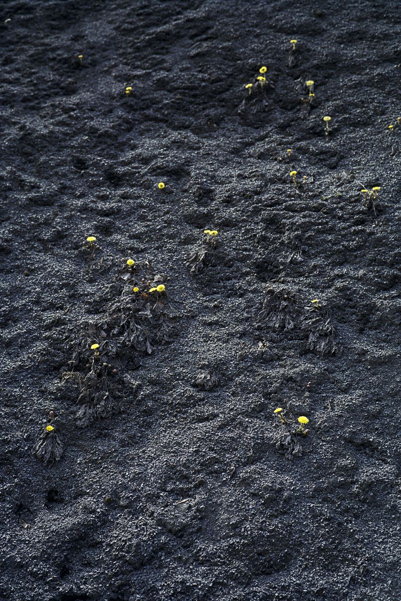 © Natalia Kepesz - Image from the Goldberg photography project